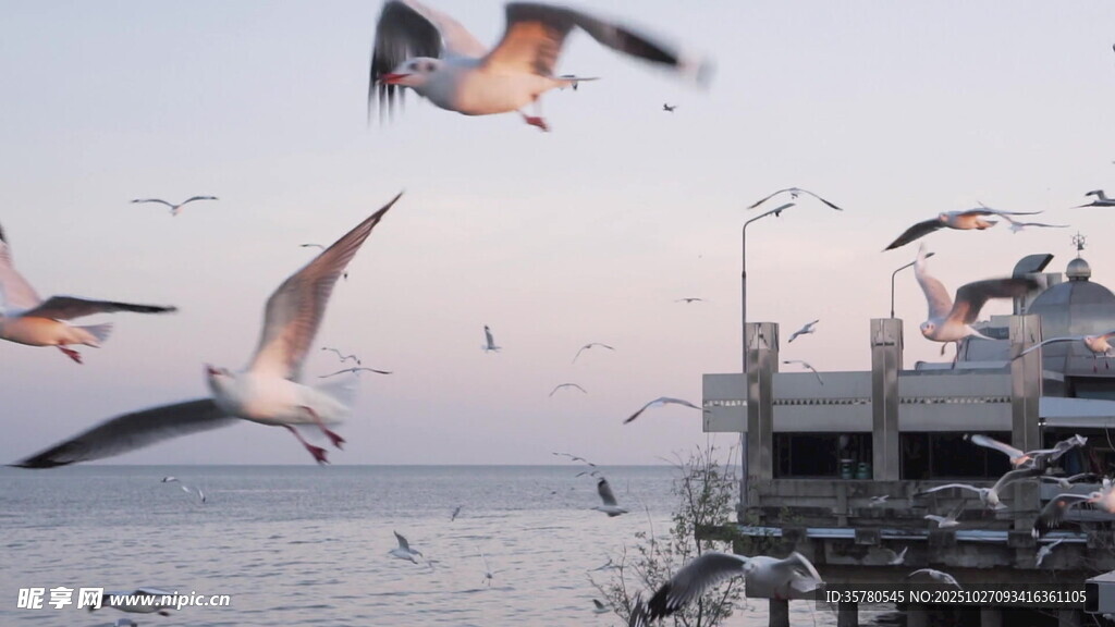 海边群鸥飞舞的美丽景象