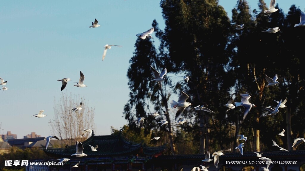 海鸥飞翔视频素材