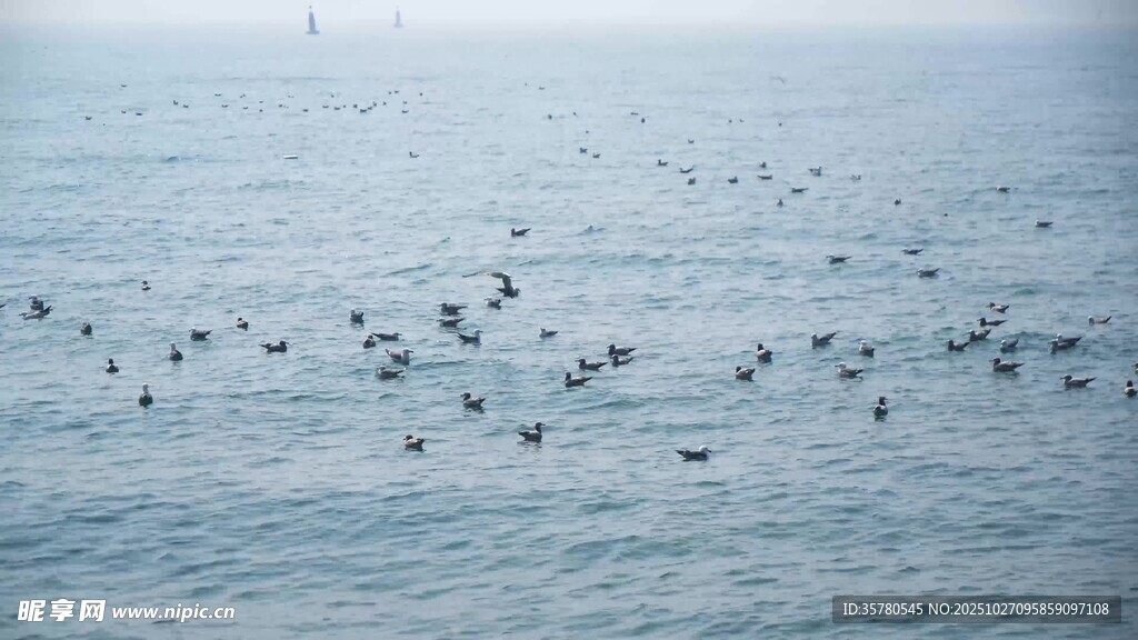 海面上成群飞鸟