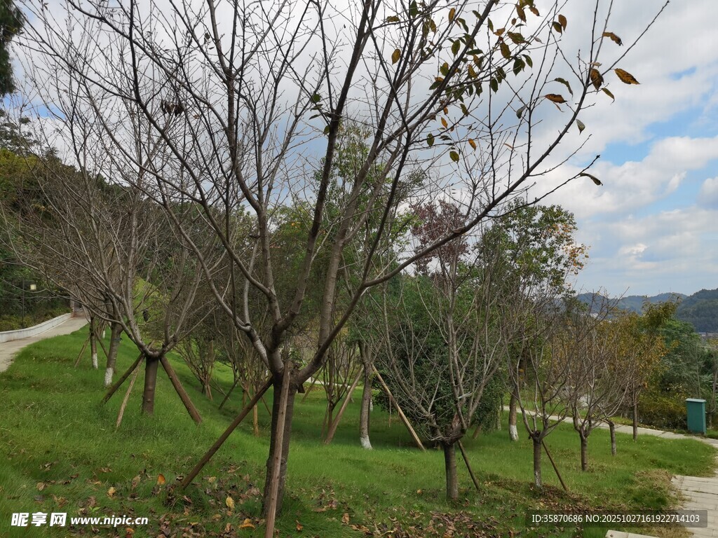 秋日林间小道树木初显萧瑟