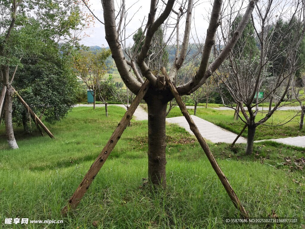 园林中被支撑的树木