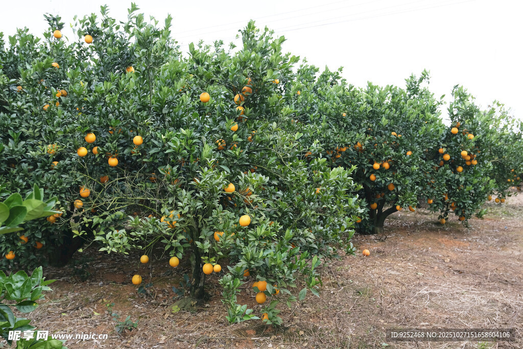 果树 橙子
