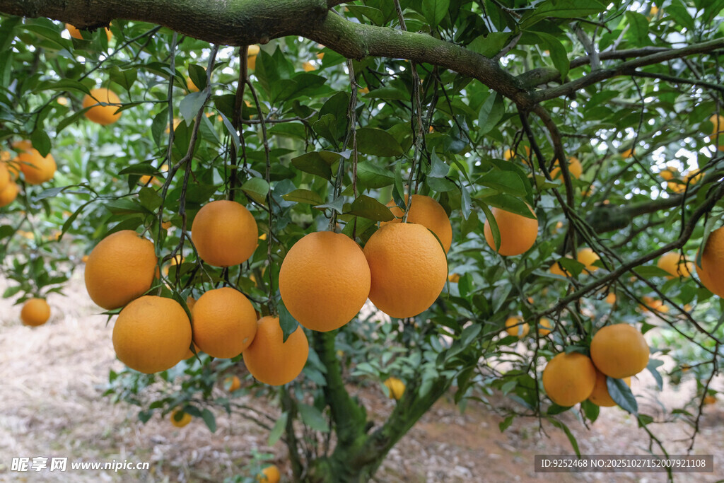 柑橘 成熟