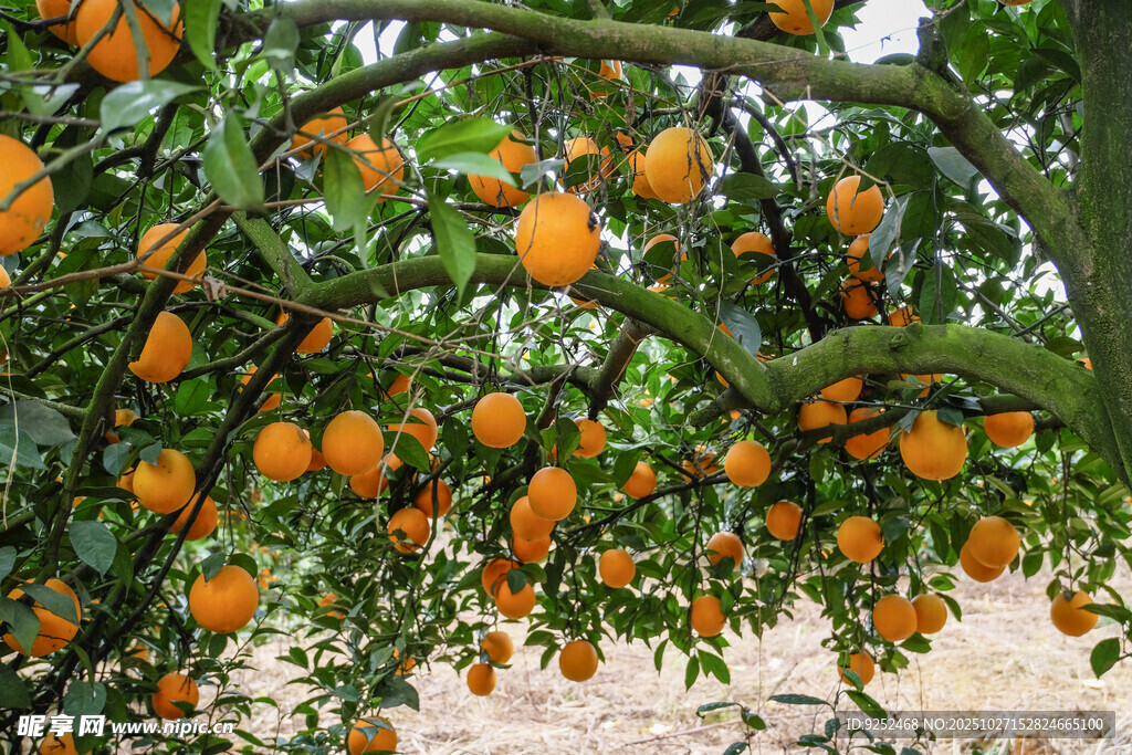 橘子树