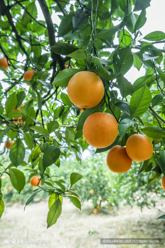 橙树林