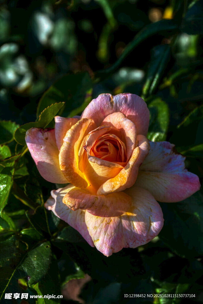 娇艳双色玫瑰绽放