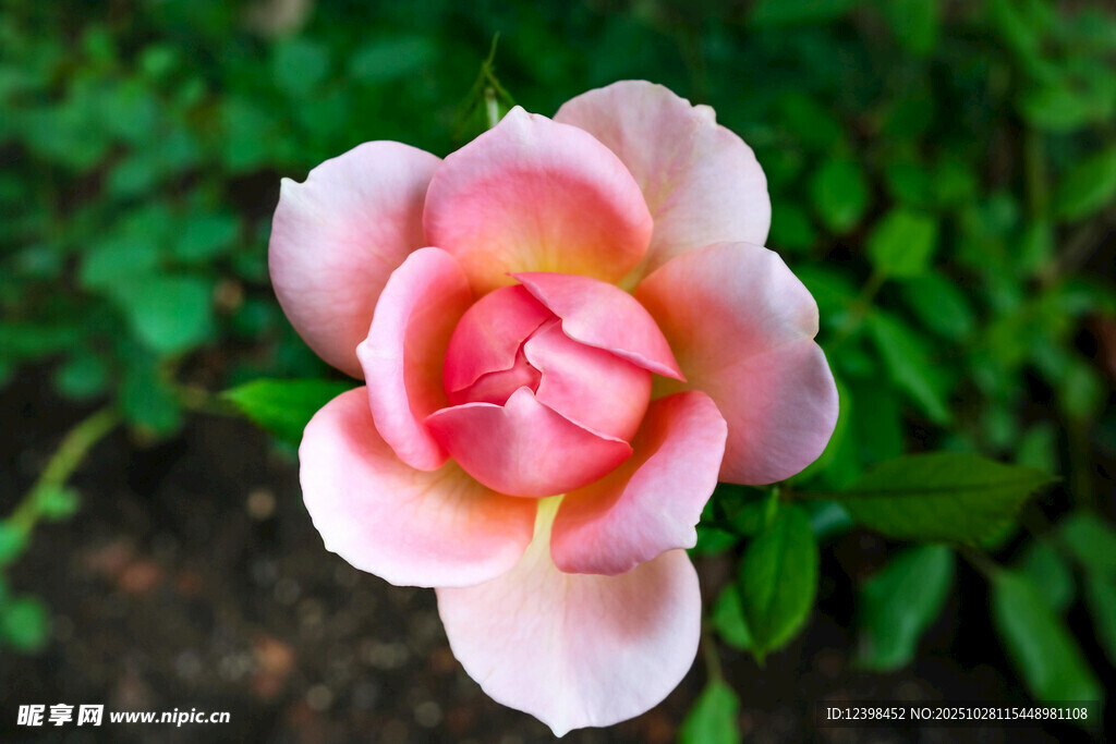 娇艳粉色月季花特写