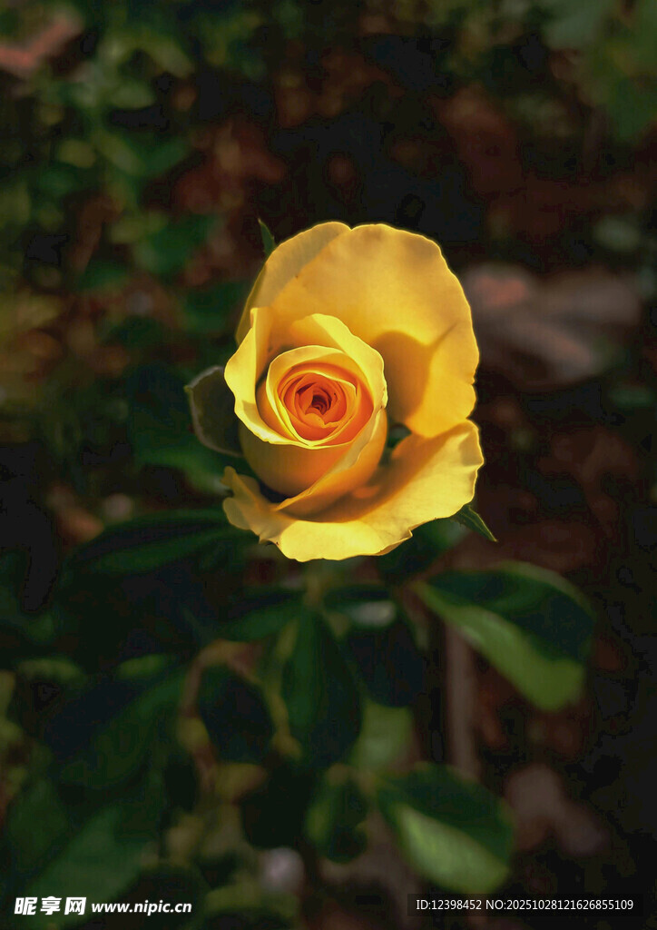 娇艳黄玫瑰绽放