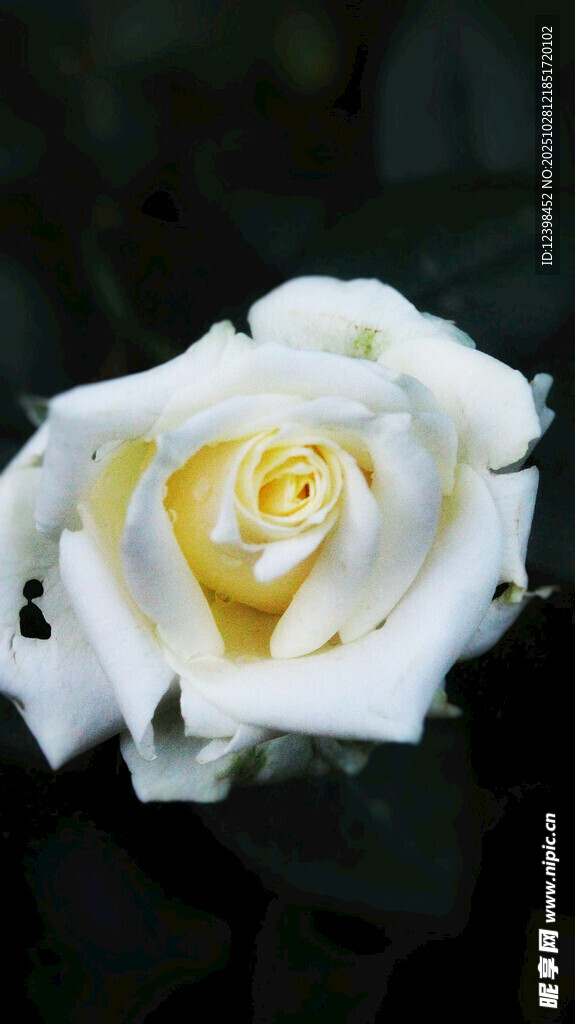 洁白绽放的优雅白玫瑰