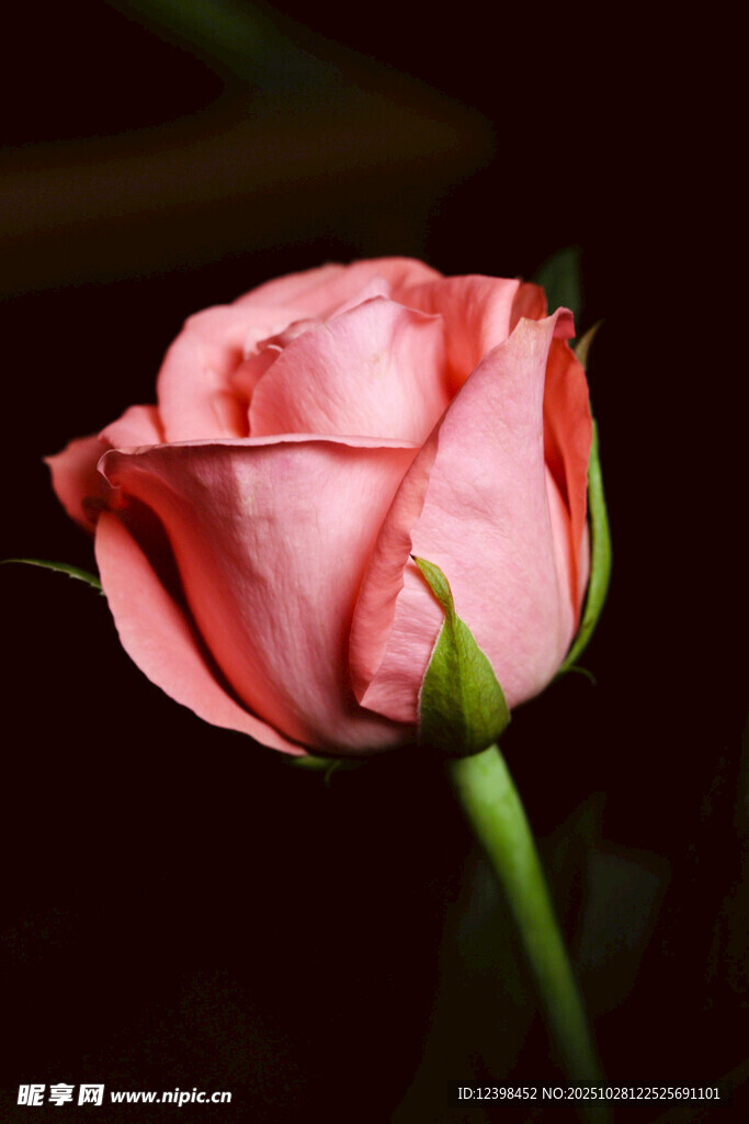 娇艳粉色玫瑰特写