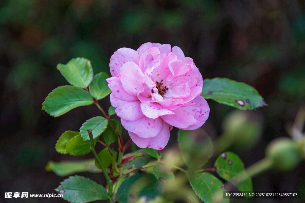 娇艳粉色蔷薇花