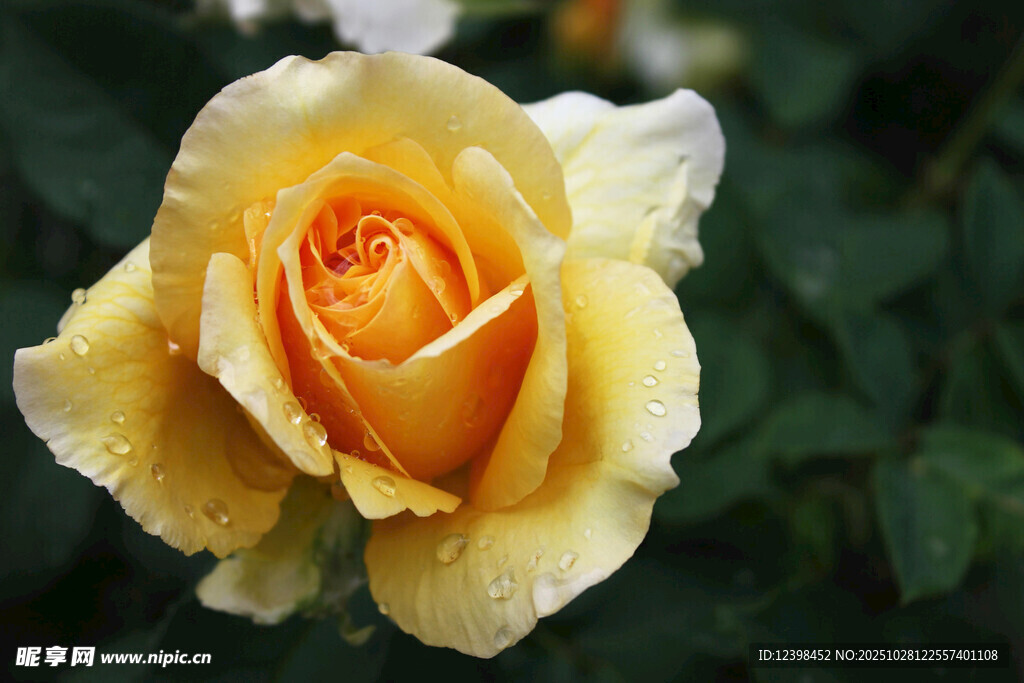 带露黄玫瑰绽放