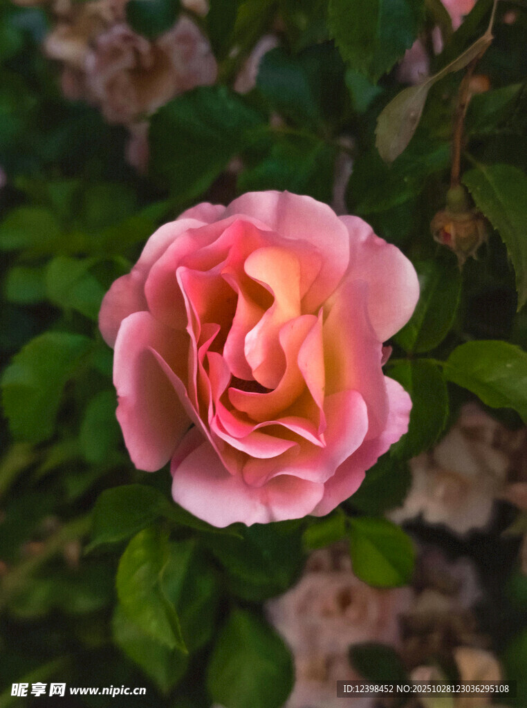 娇艳粉色玫瑰绽放