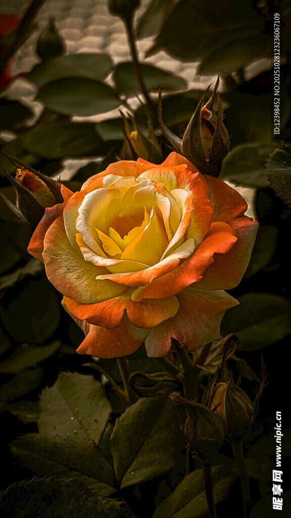 橙黄渐变玫瑰花特写