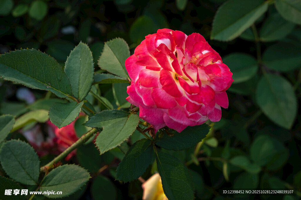 娇艳红蔷薇绽放绿叶间
