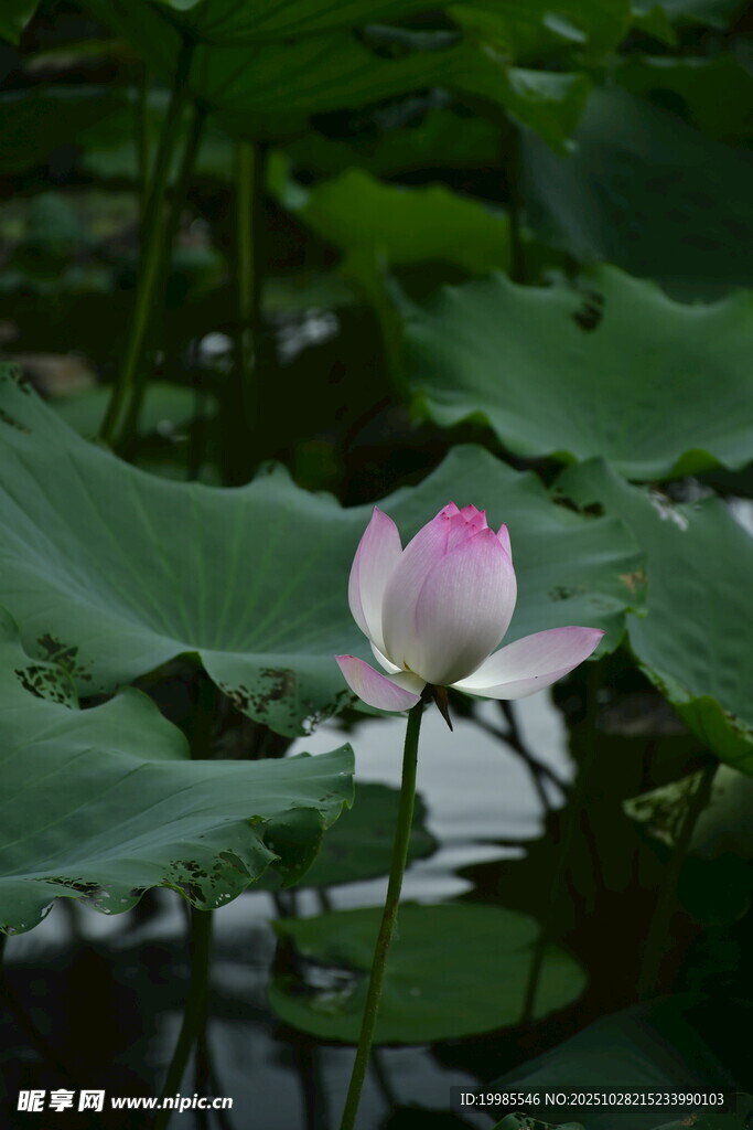 水中绽放的娇艳荷花
