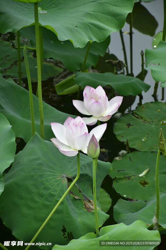 荷塘中的两朵盛开的荷花