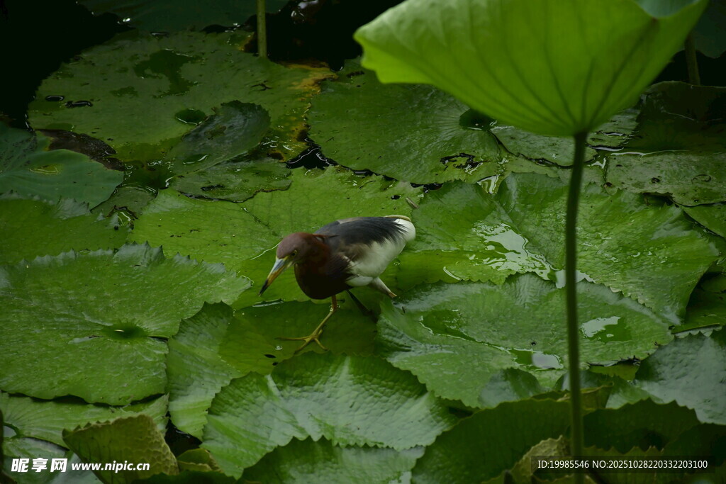 荷叶间的小鸟