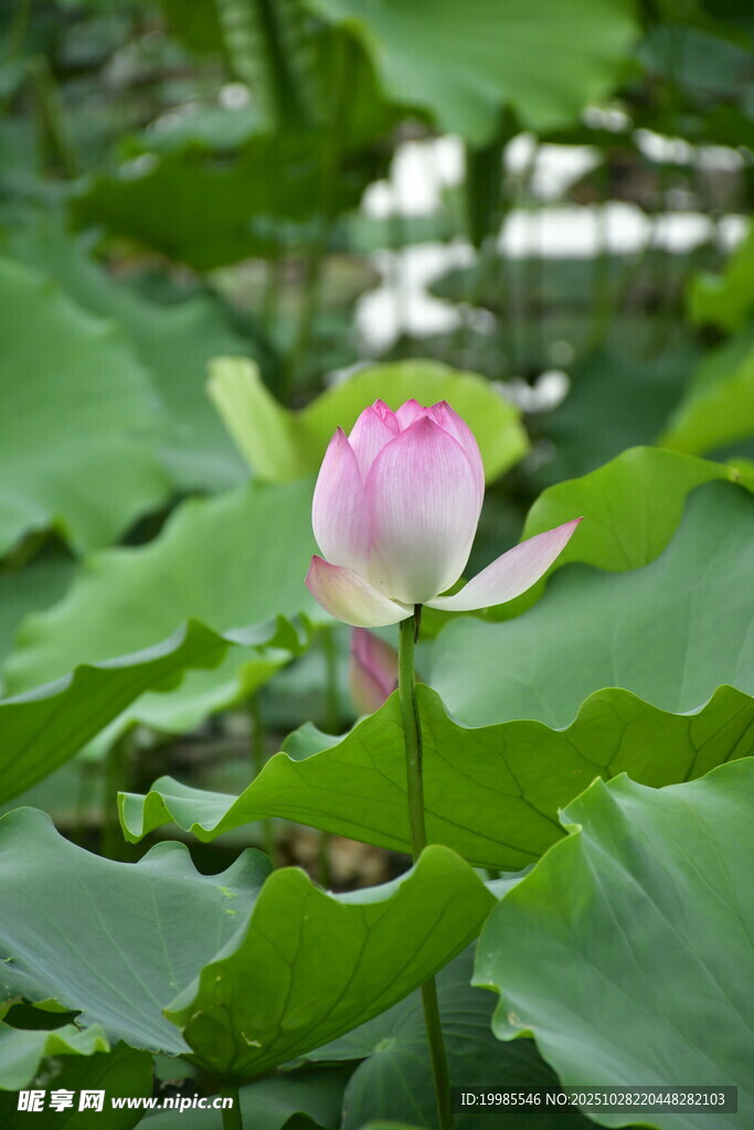 粉色荷花绽放于绿叶间