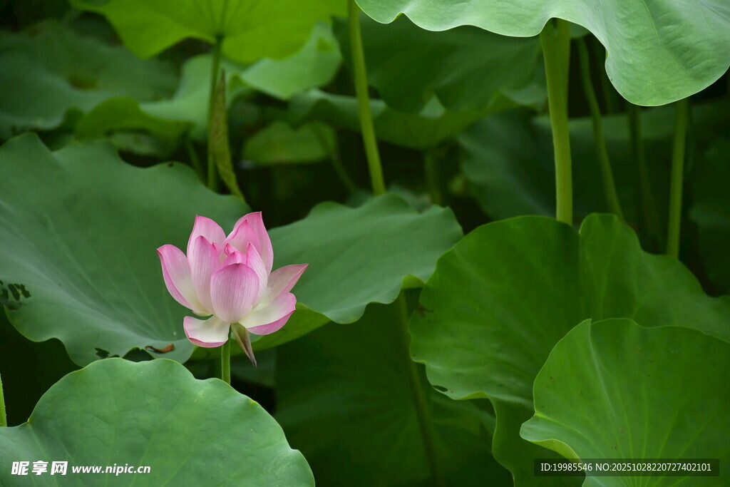 粉色荷花绽放于绿叶间