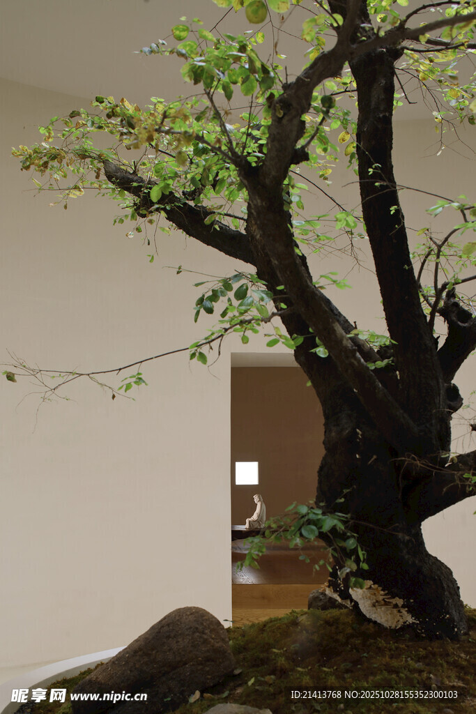 室内古朴盆景树