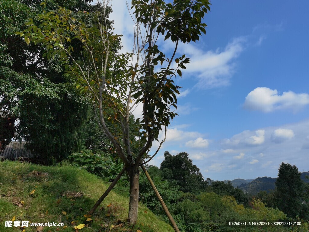 山林间的树木与蓝天美景