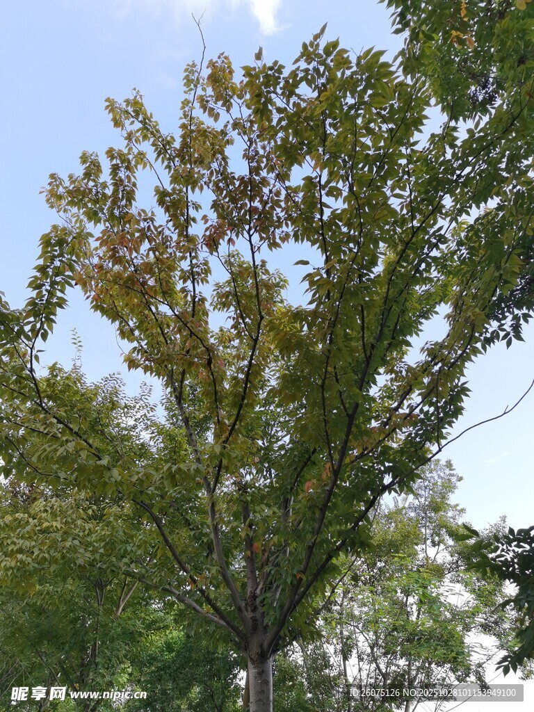 秋日枝头绿叶与红叶交织