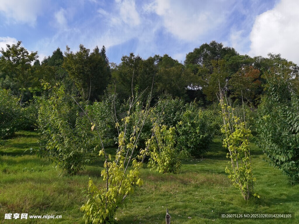 绿意盎然的山坡果园景色