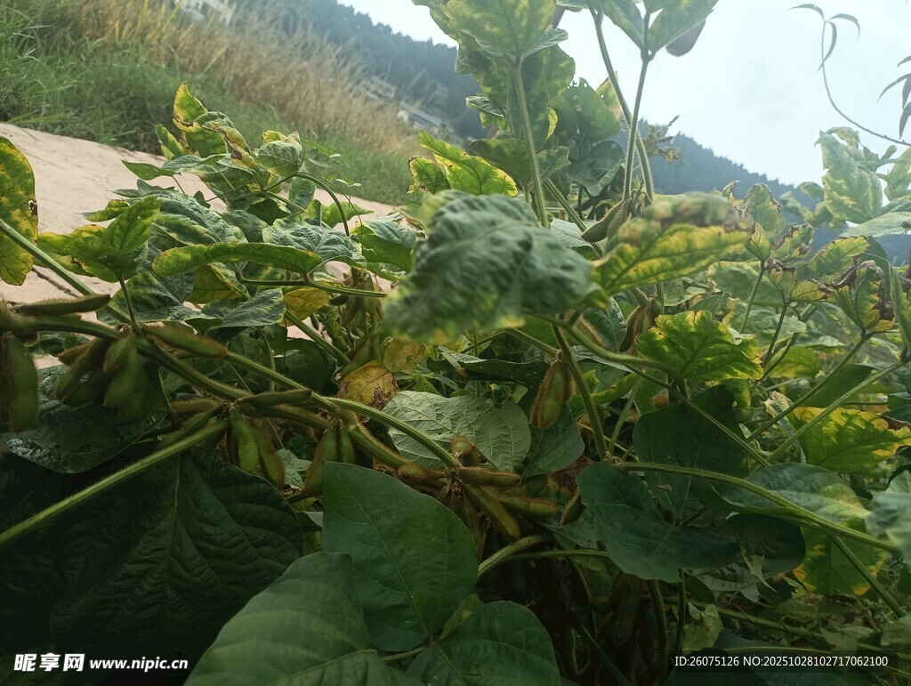 田间繁茂的绿色瓜类植物