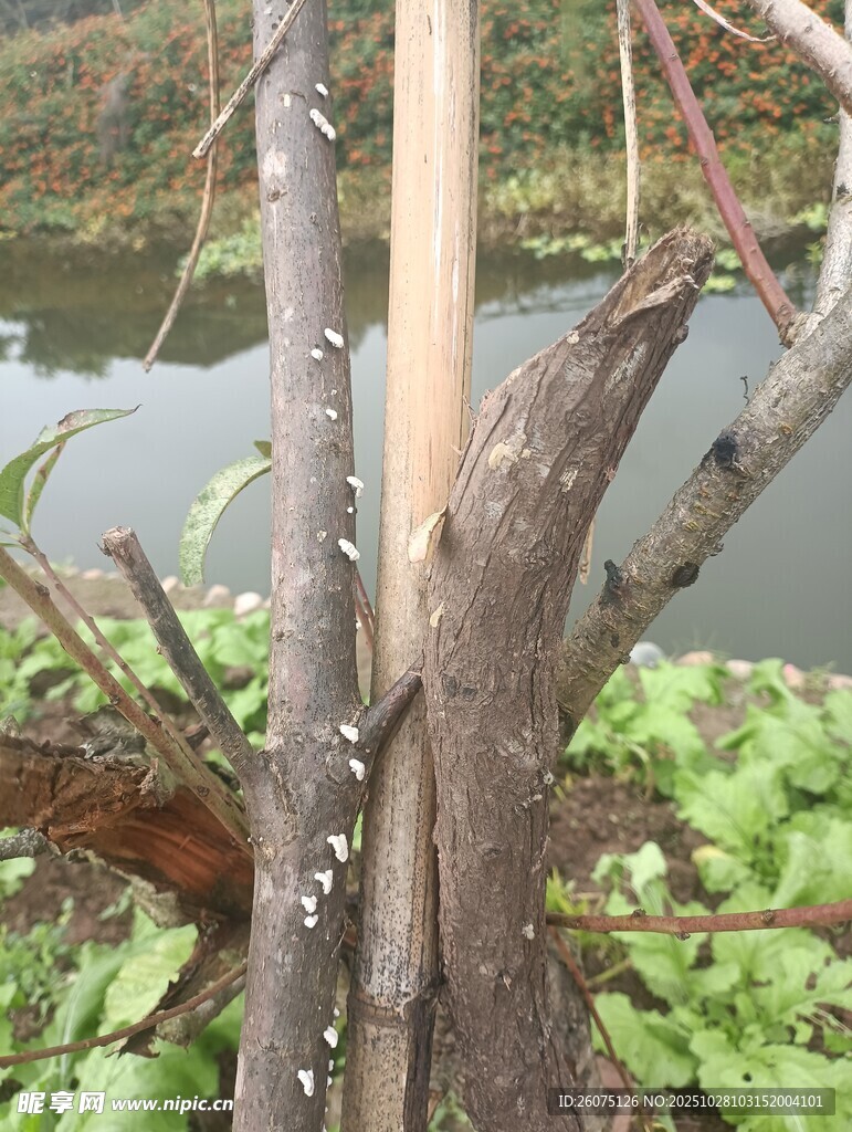 水边枯树与水生植物