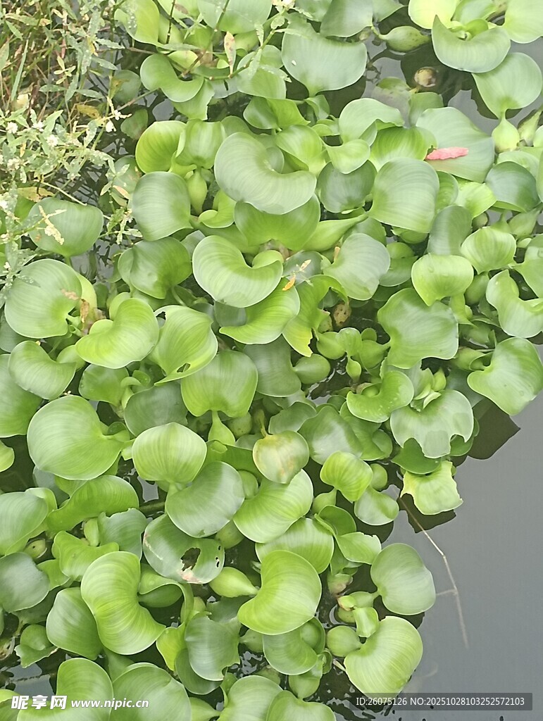 水面上的绿色浮萍植物