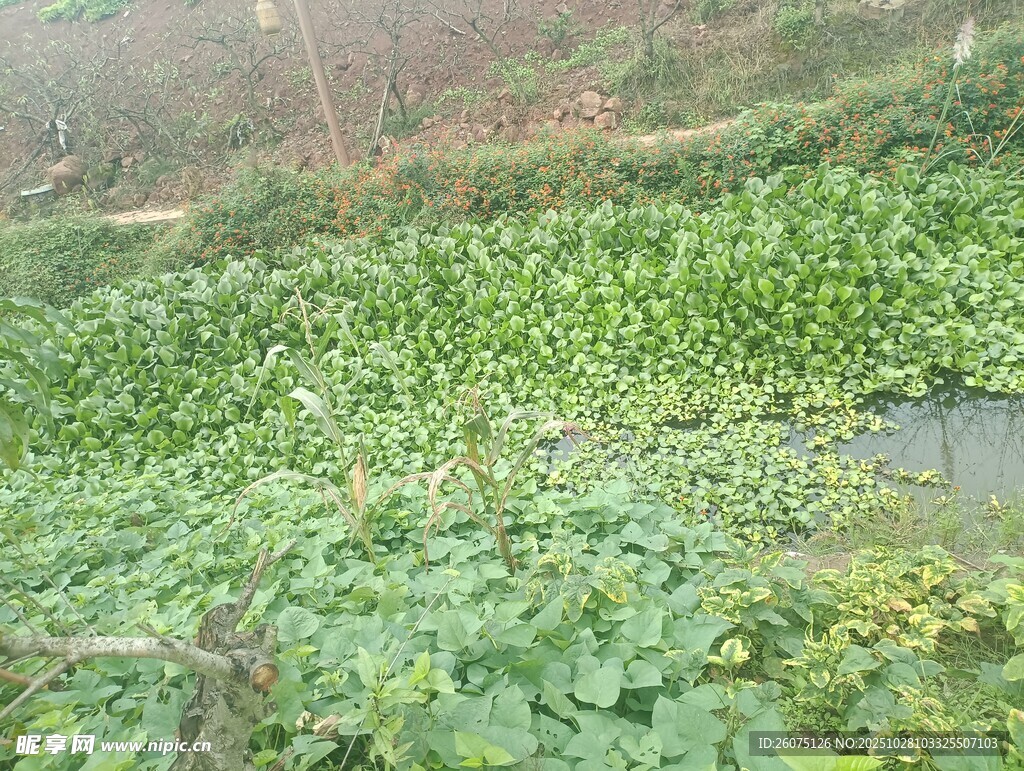 池塘中繁茂的水生植物