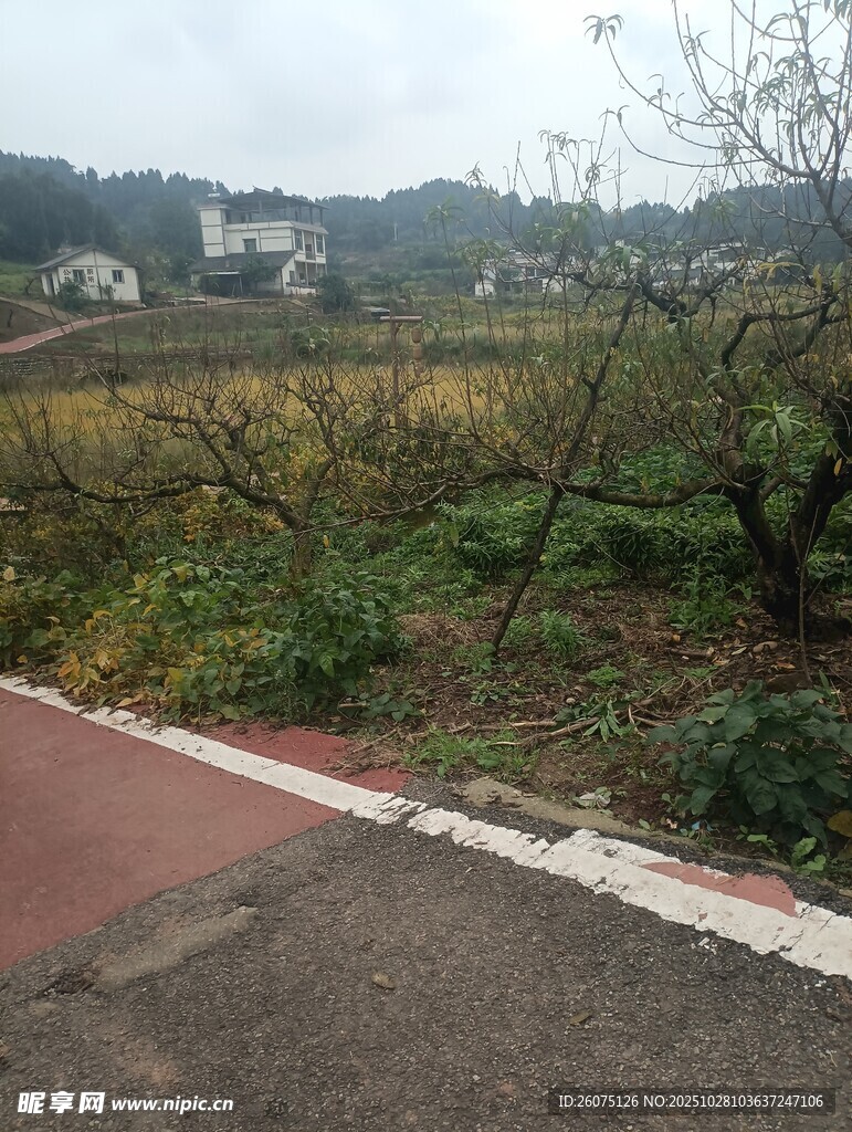 乡村路旁的自然景象