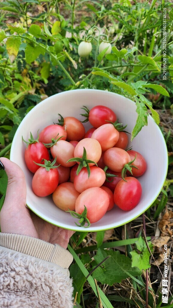 手捧新鲜多彩小番茄