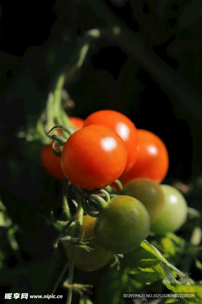 枝头上的多彩番茄