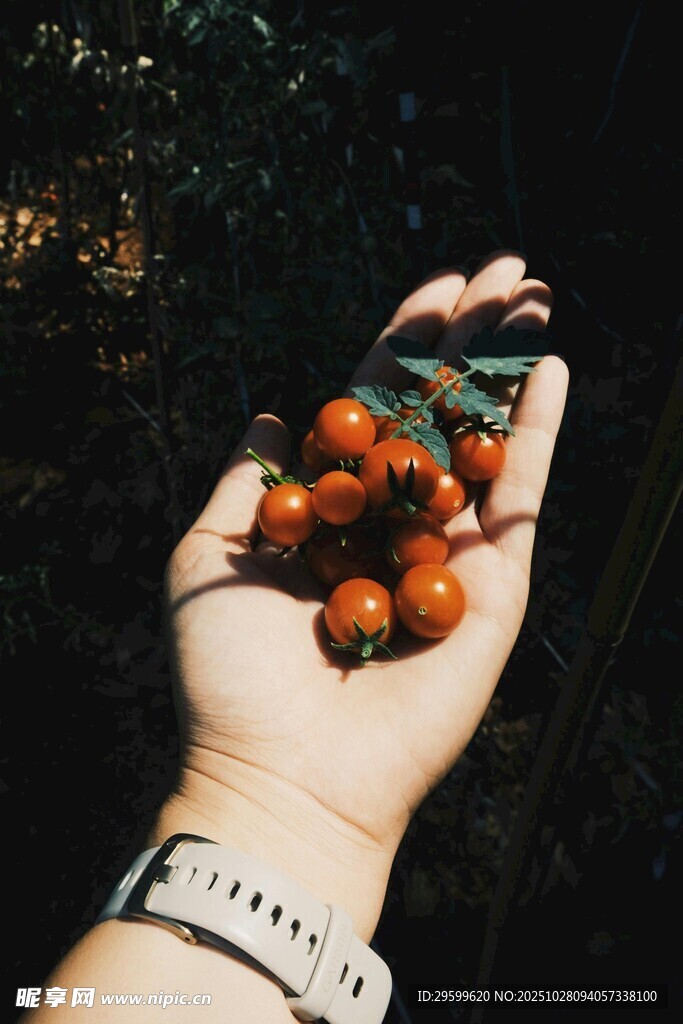 手中的鲜艳野果