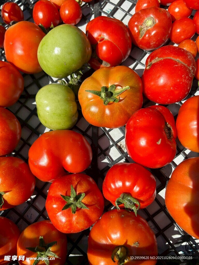 多彩番茄摆放在金属架上