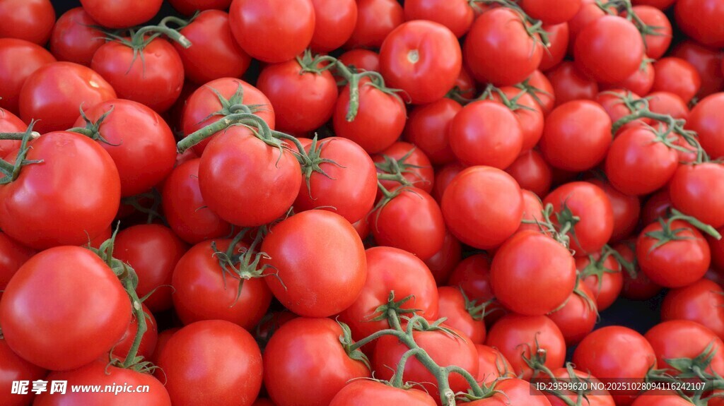 新鲜饱满的红番茄堆
