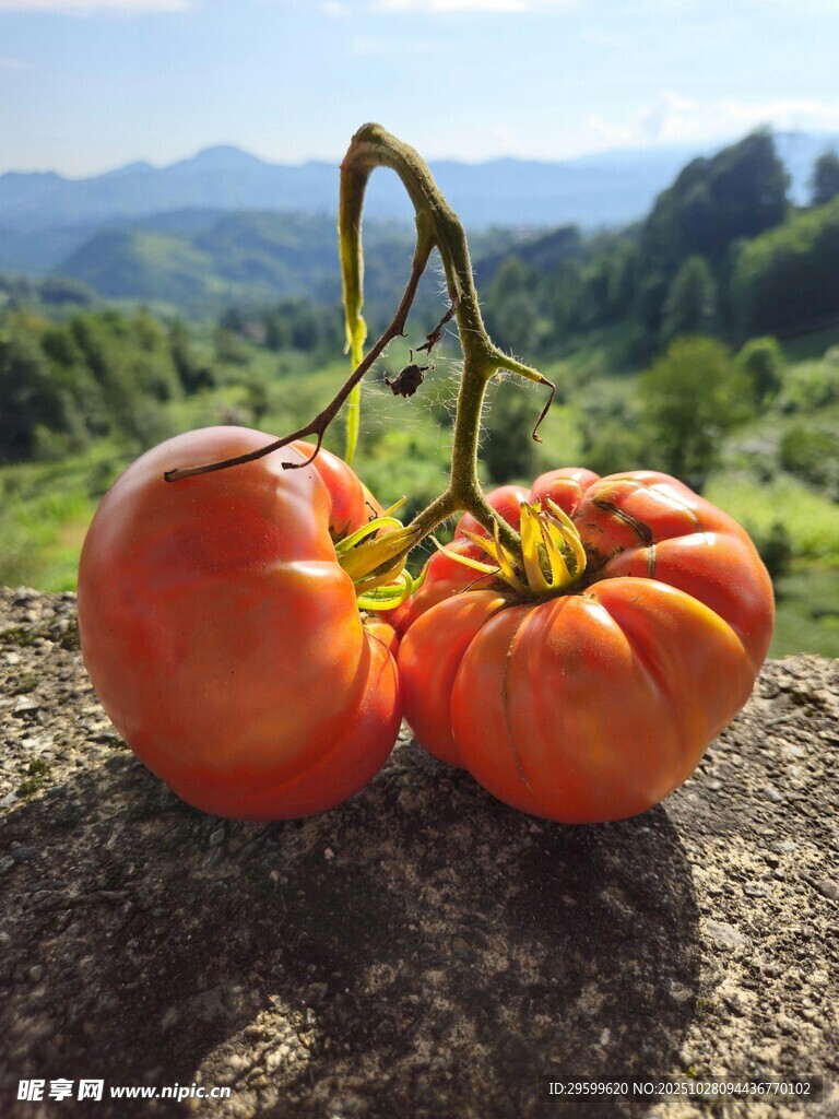 田园风双南瓜特写