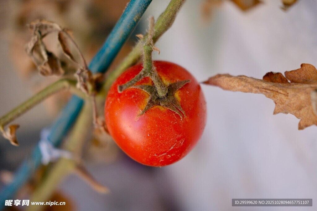 枝头红番茄 