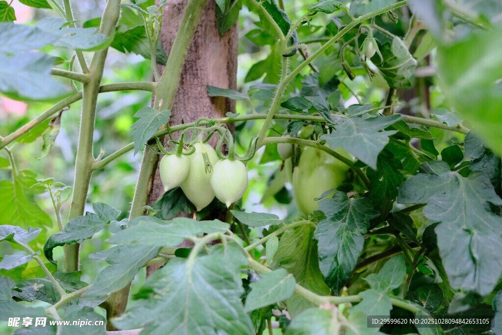 青番茄挂在枝蔓上