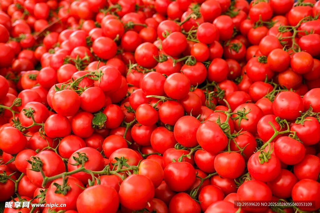 大量鲜红番茄堆叠