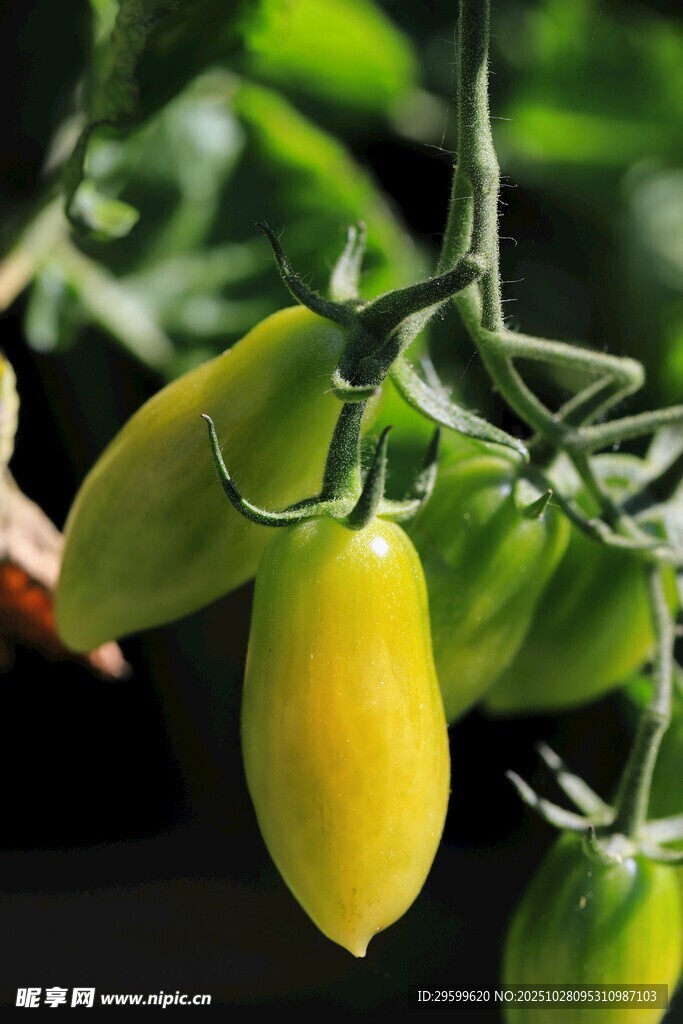 黄嫩小番茄挂于枝头