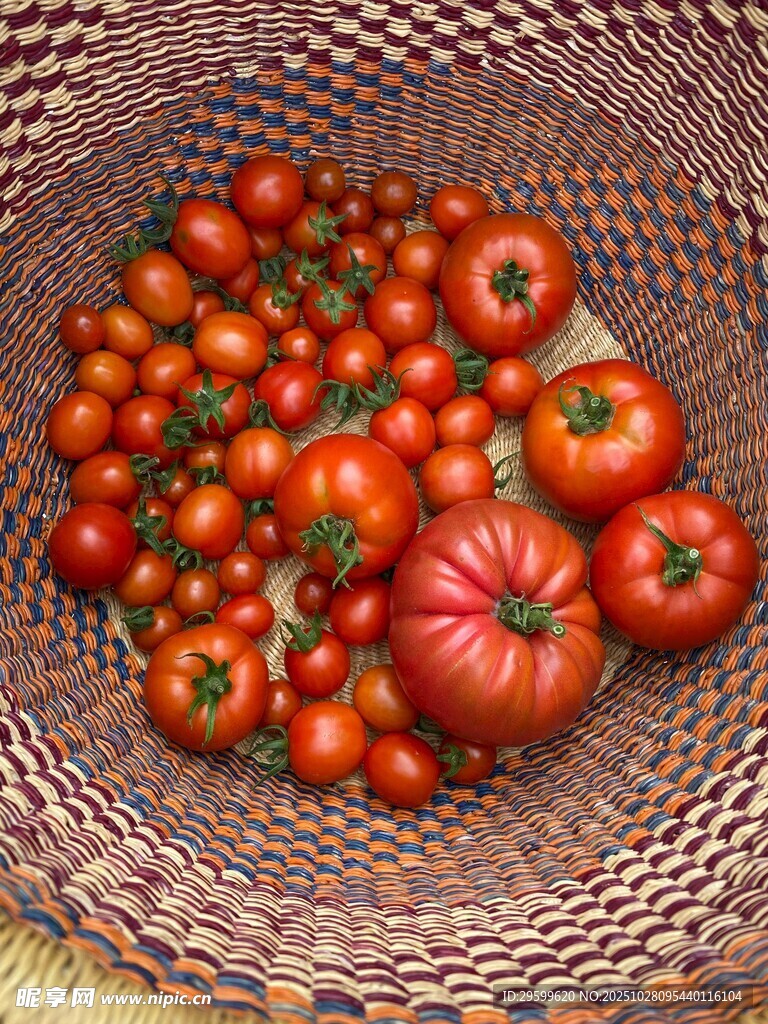 篮子里的新鲜红番茄