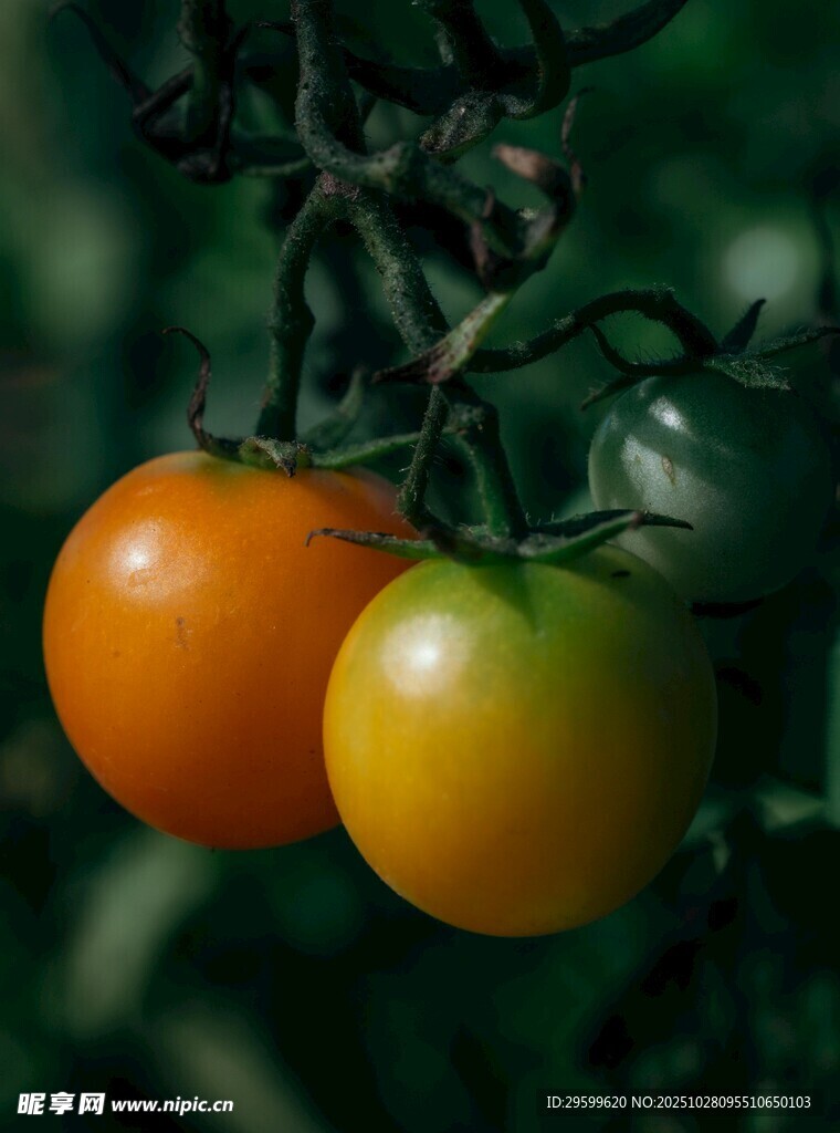 枝上双果的新鲜小番茄