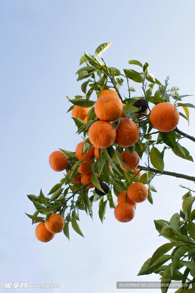 枝头挂满橙黄诱人的橘子