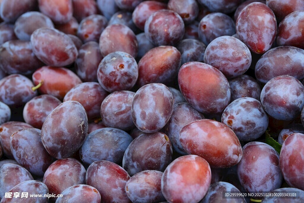 饱满紫李