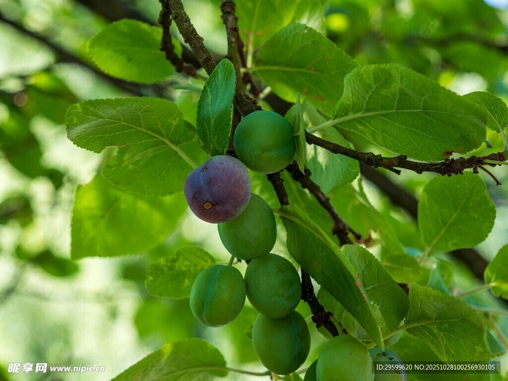 枝头紫李伴青果