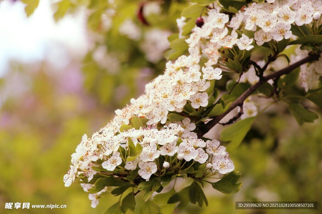 枝头盛放的白色繁花
