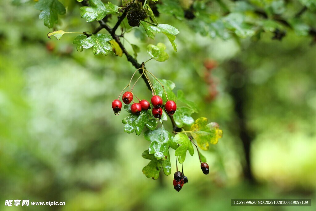枝头红果点缀绿叶间